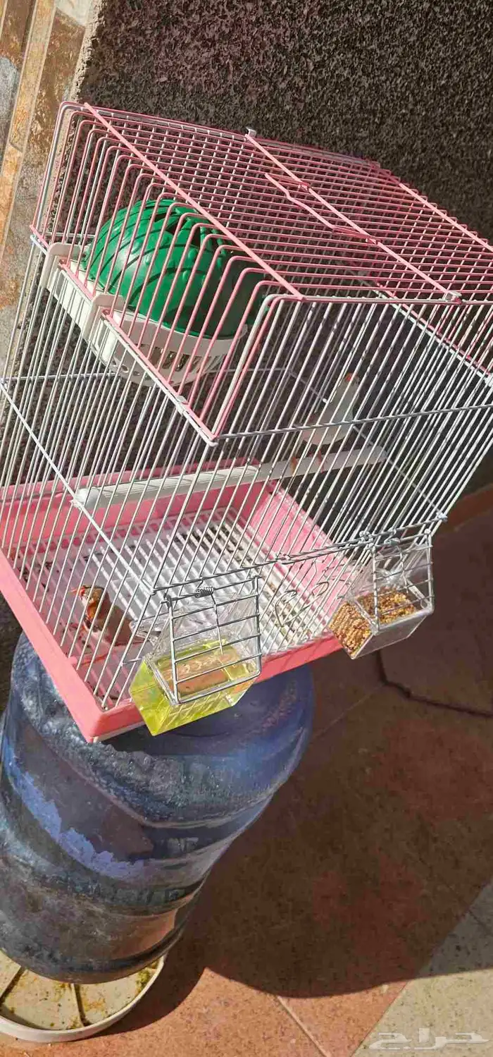 جوز زيبرا طفره 3