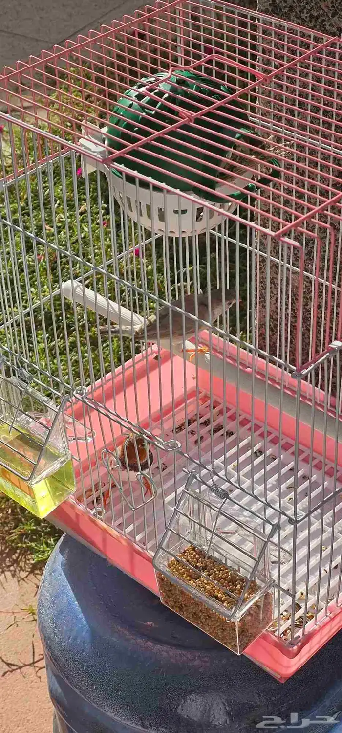 جوز زيبرا طفره 2