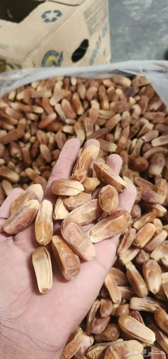 شيص صقعي كميه محدوده 3