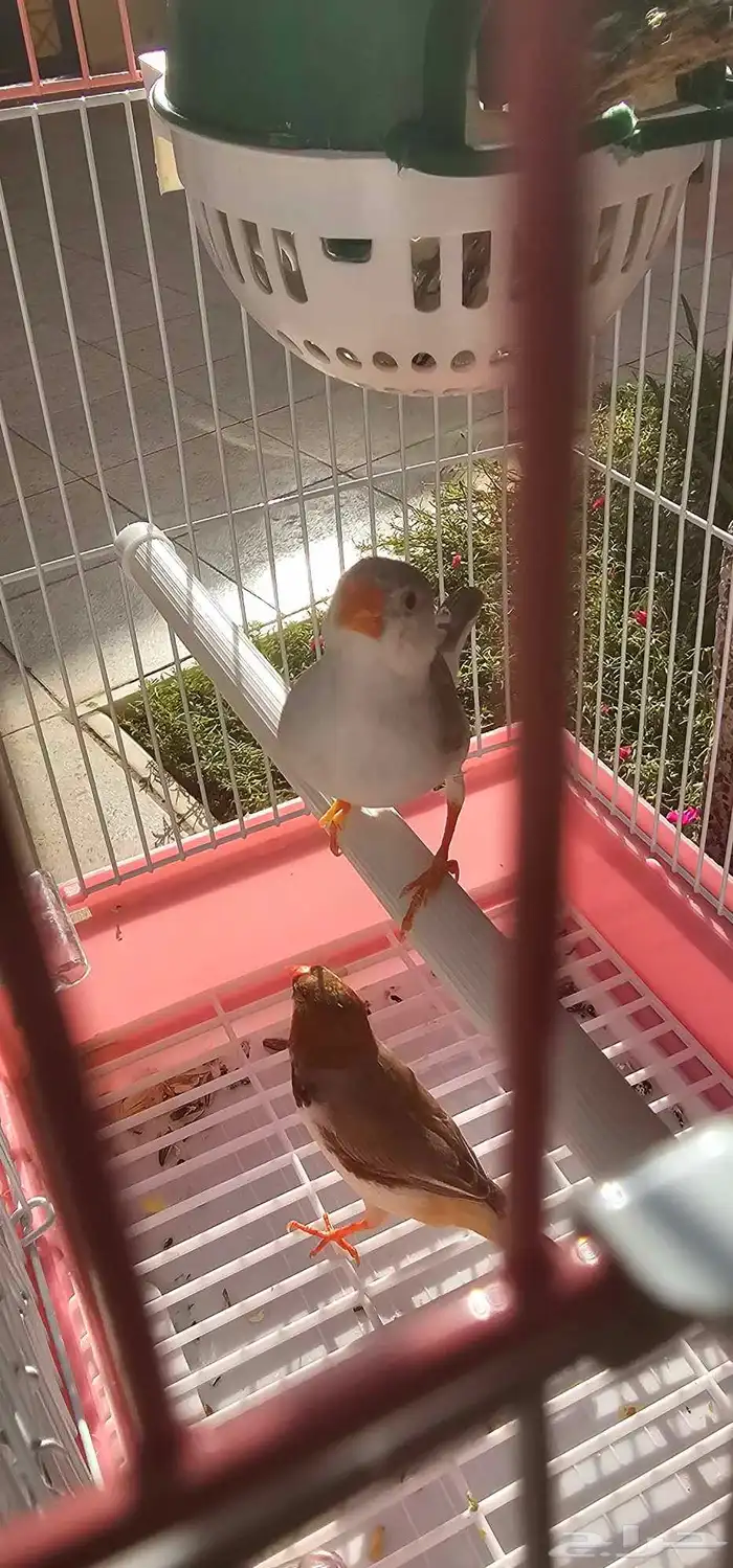 جوز زيبرا طفره 1