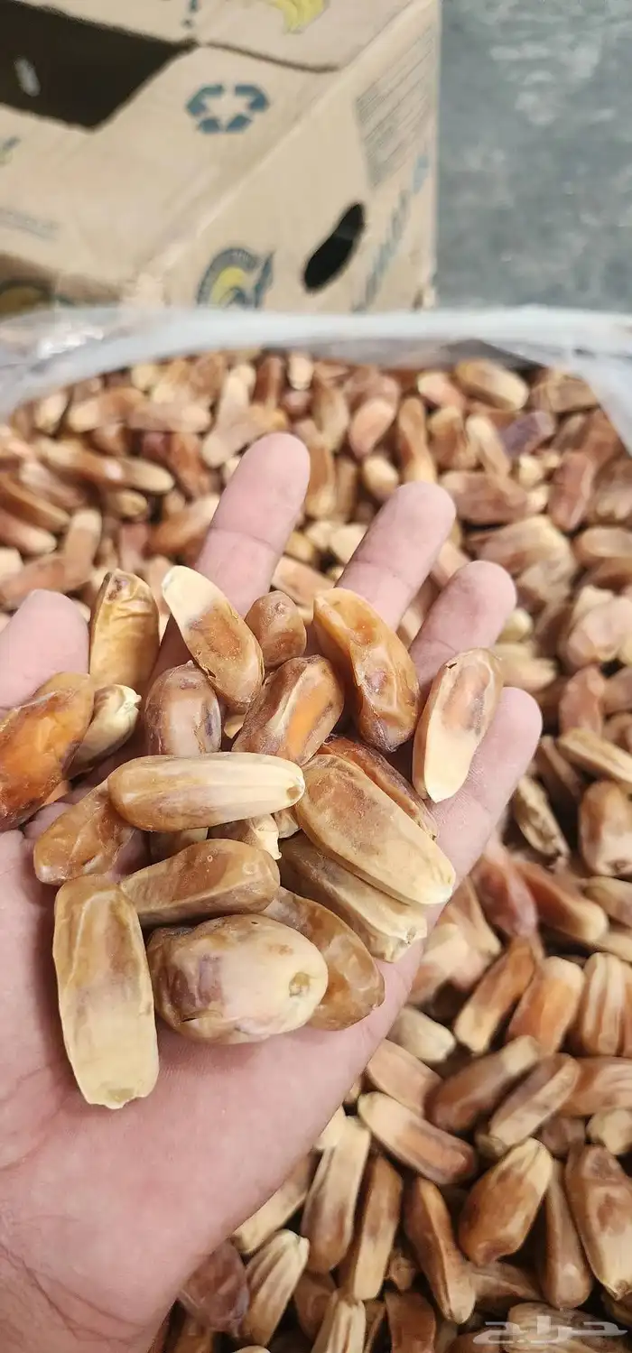 شيص صقعي كميه محدوده 0