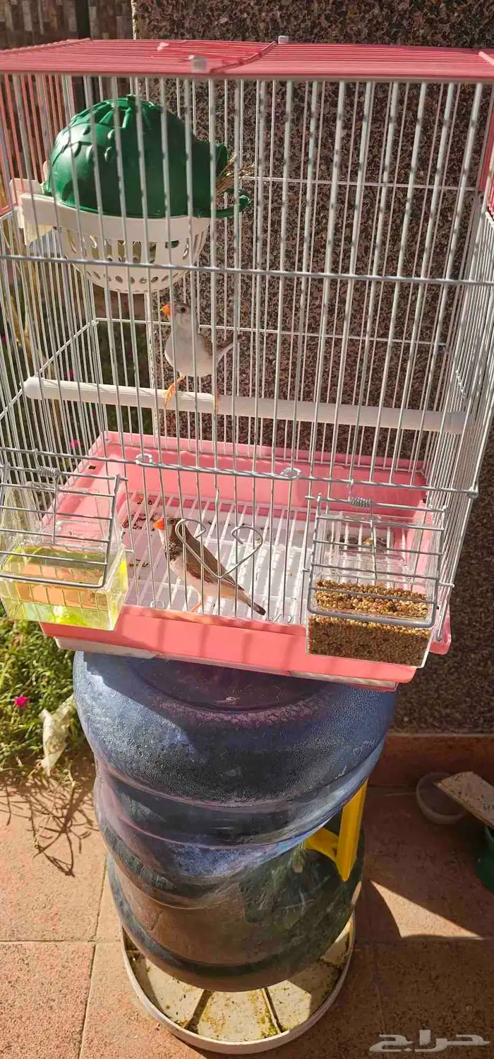 جوز زيبرا طفره 0