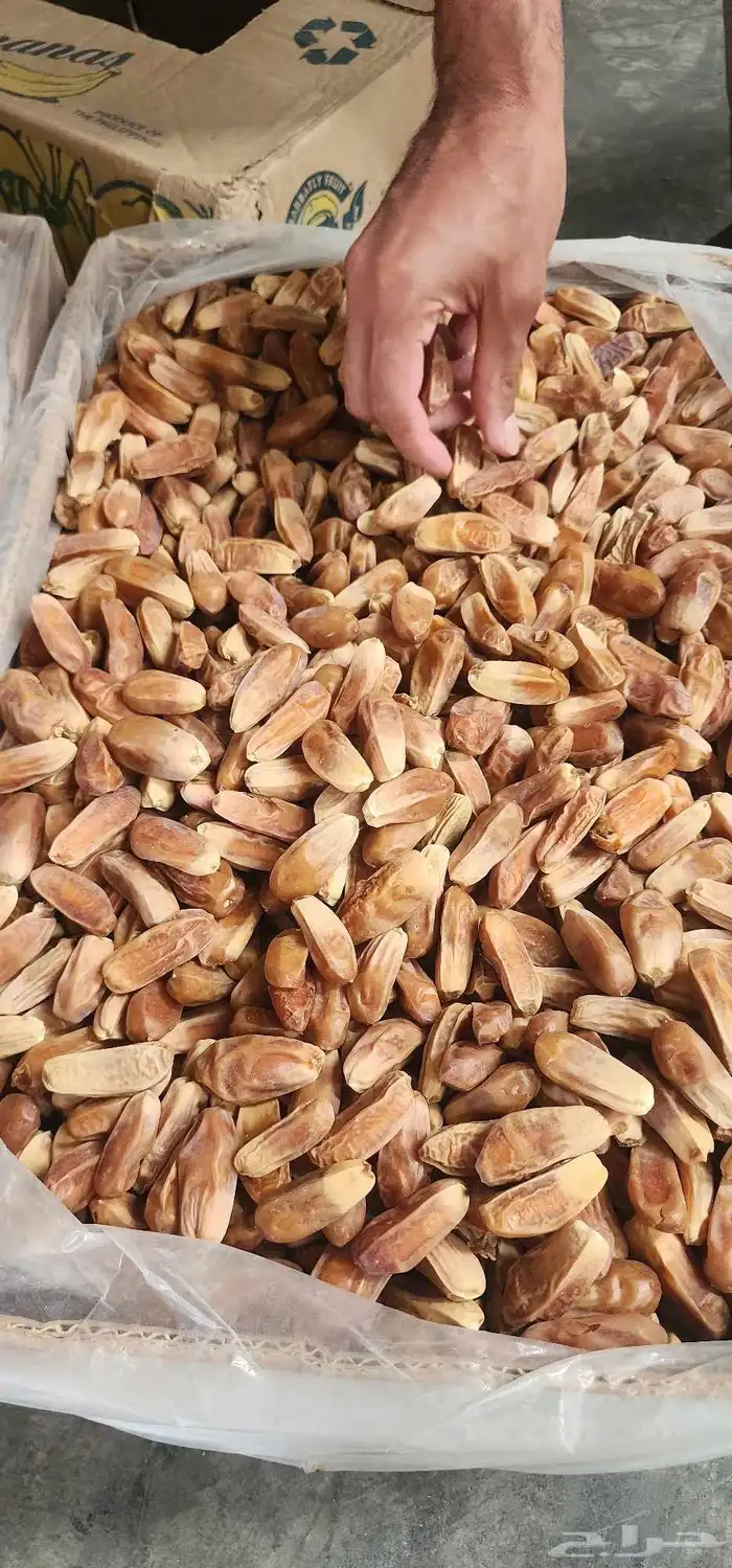 شيص صقعي كميه محدوده 1