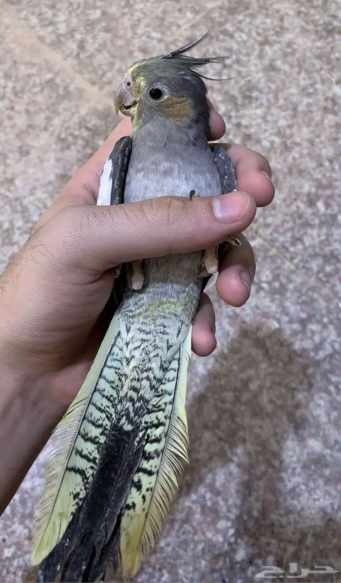 جوز كروان اليف 2