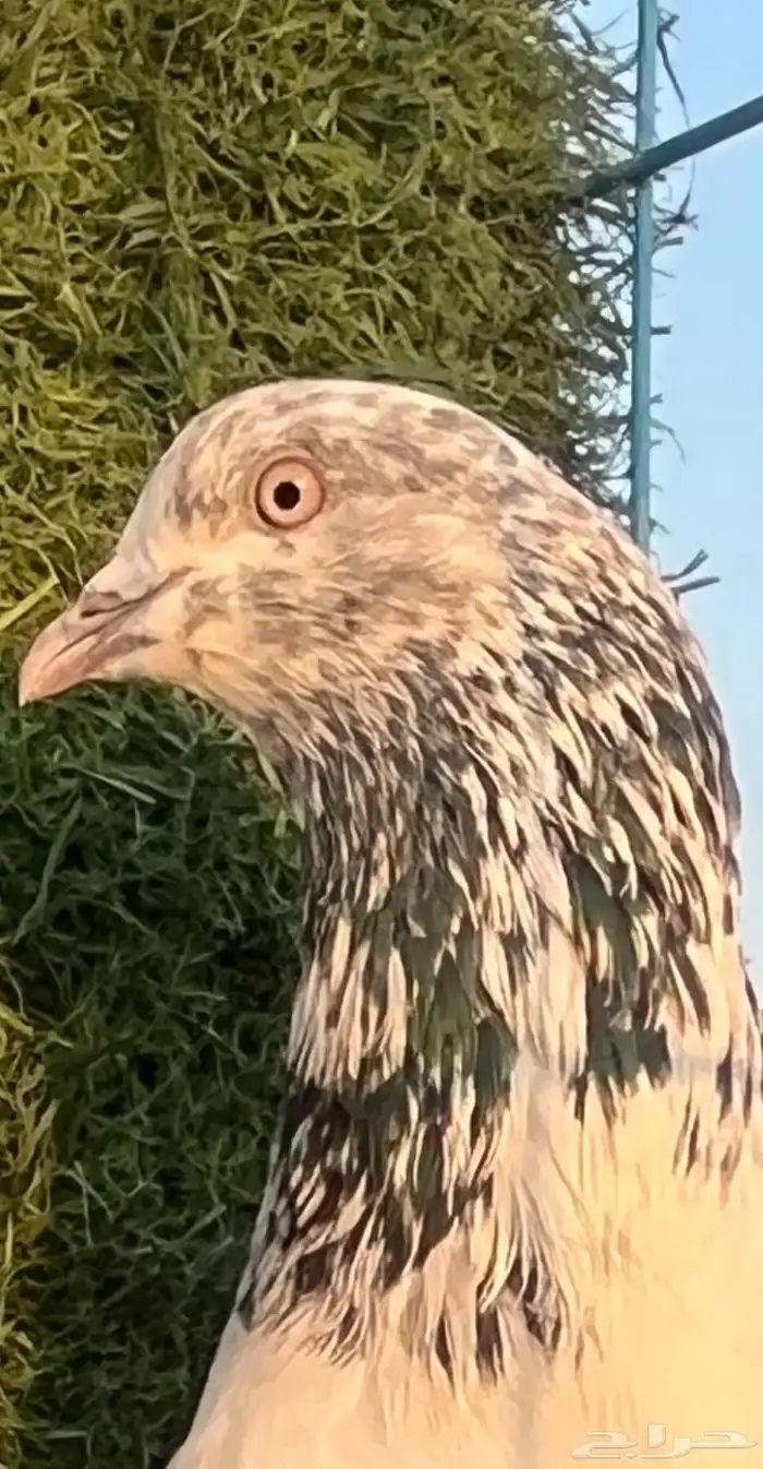 حمام باكستاني للبيع 2