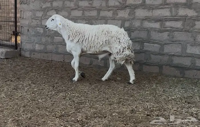 فحل حري مشروط 2