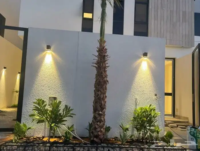 نخيل واشنطني زينه 9