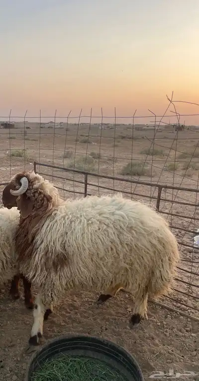 للبيع خرفان جبر العدد5 index