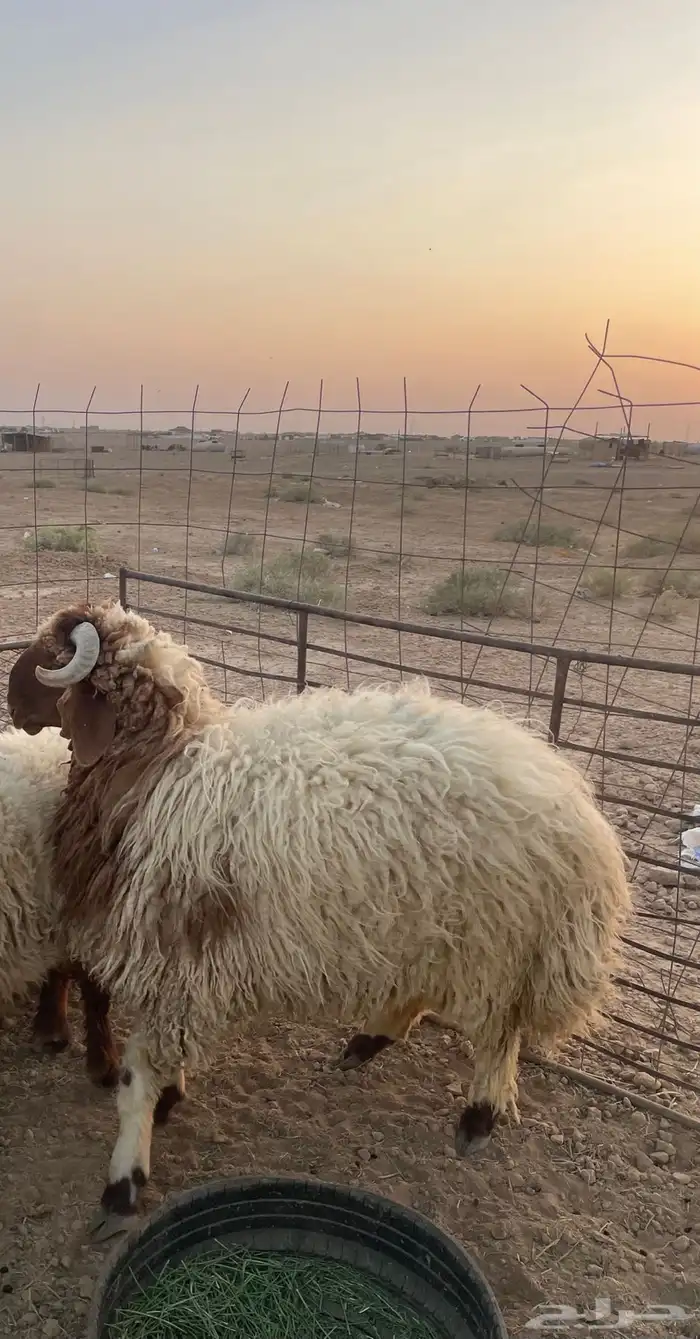 للبيع خرفان جبر العدد5 0