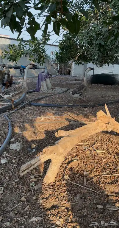 للبيع زوج وز عراقي اصيل index