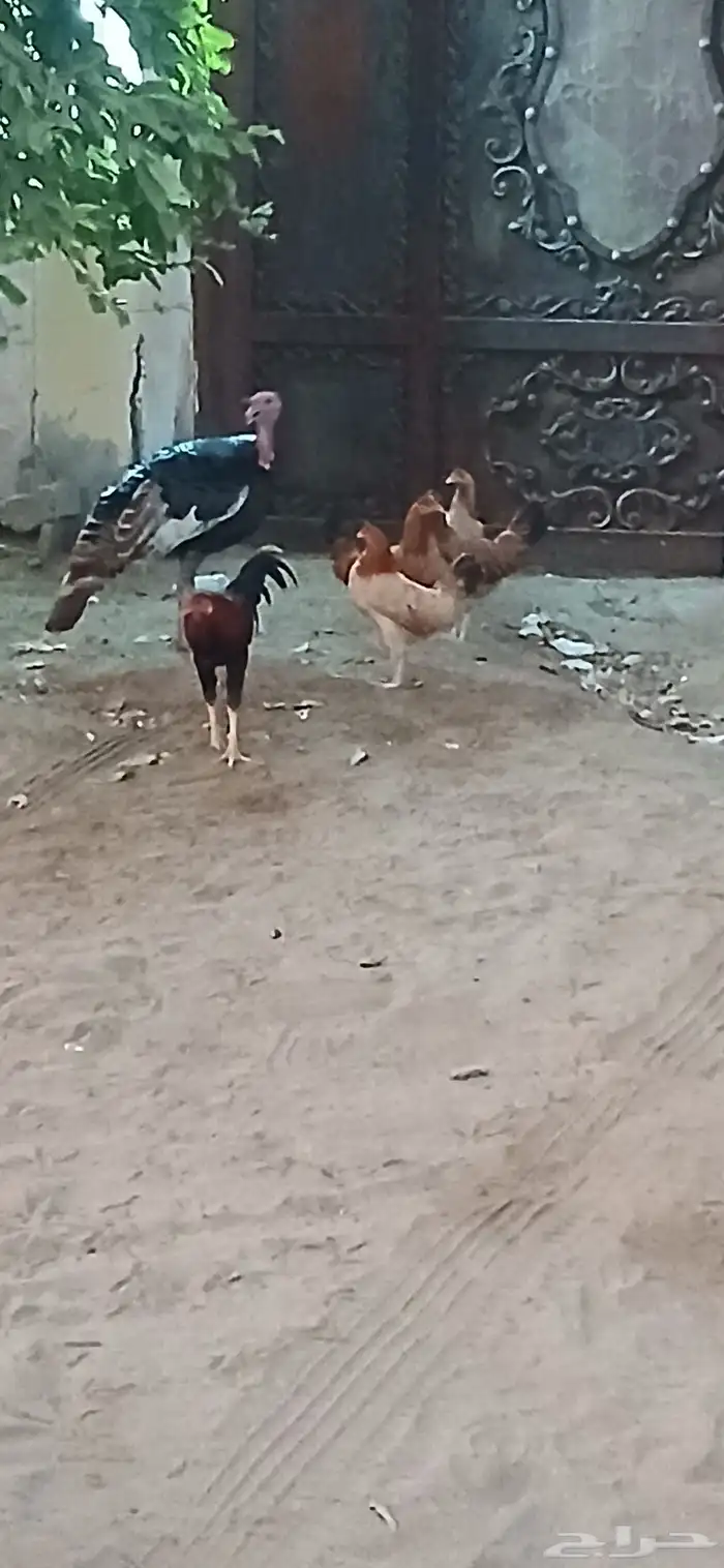 دجاج رومي و دجاج بلدي للبيع 0
