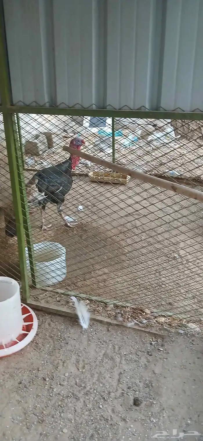 دجاج رومي و دجاج بلدي للبيع 3