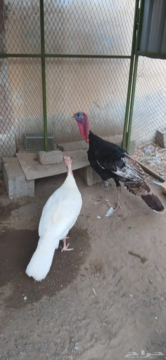 دجاج رومي و دجاج بلدي للبيع 4
