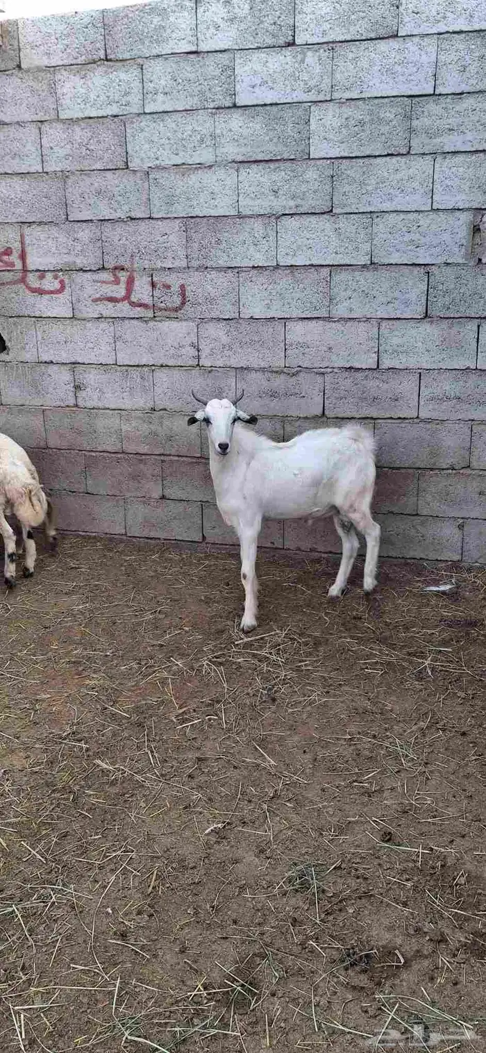 تيس بلدي مخصي جذع عمره 8شهور 1