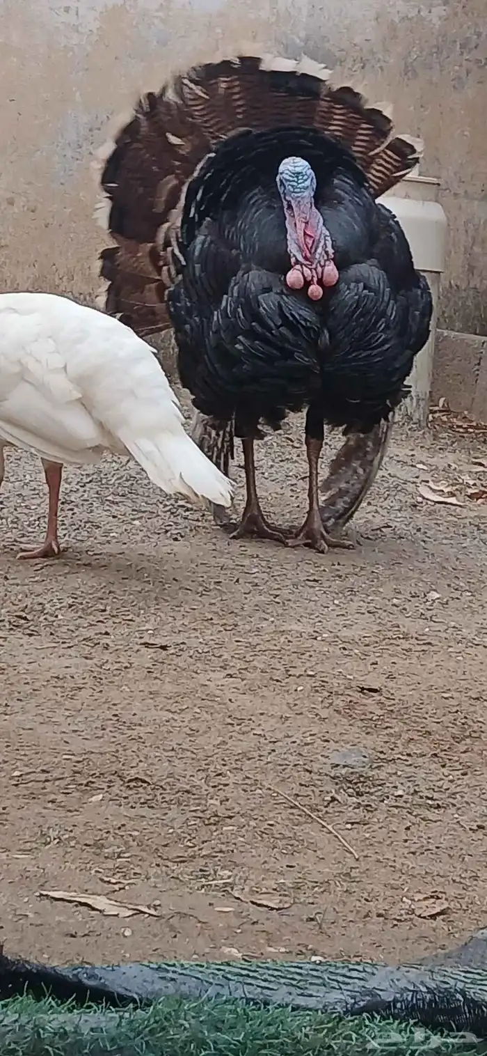 دجاج رومي و دجاج بلدي للبيع 1