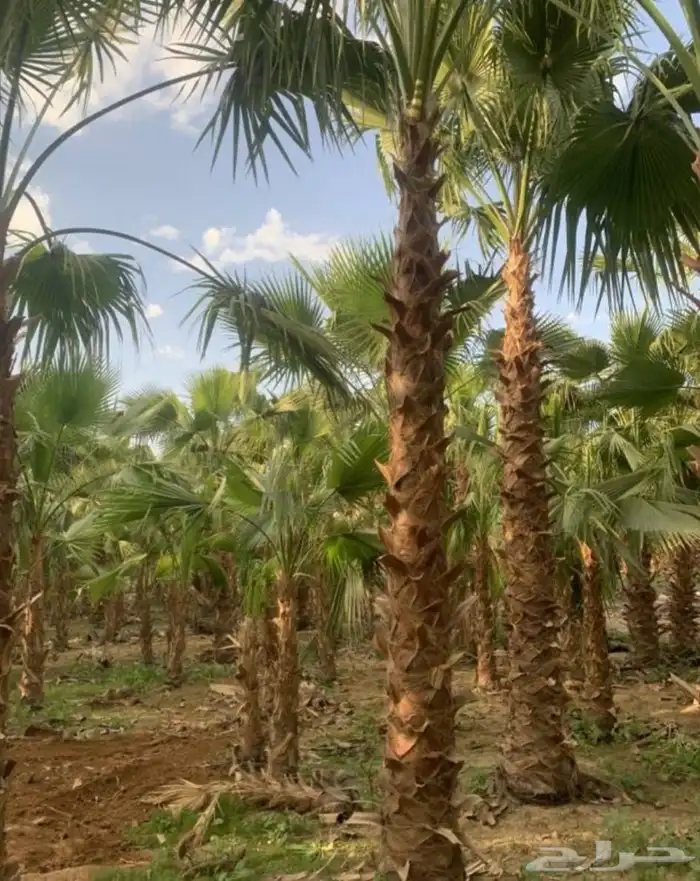 نخيل واشنطني زينه 7