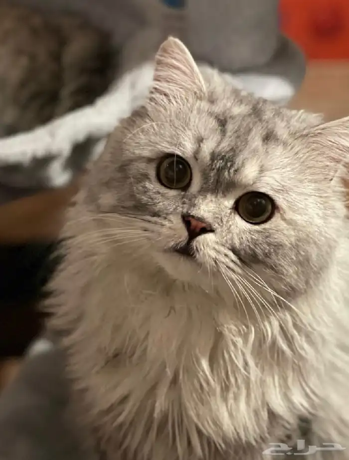 قط شيرازي للتبني 6