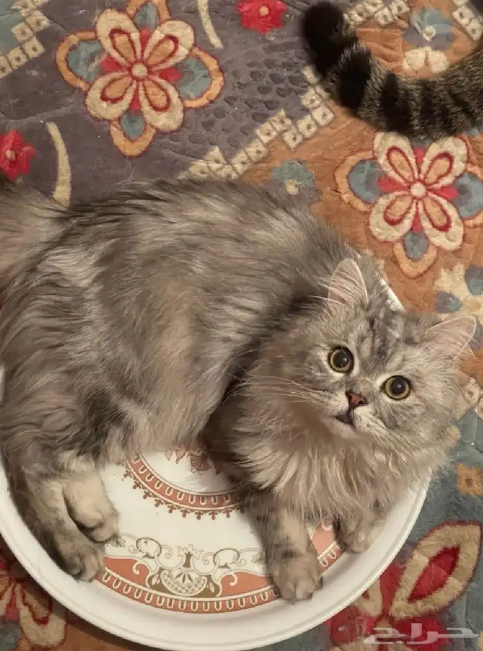 قط شيرازي للتبني 3