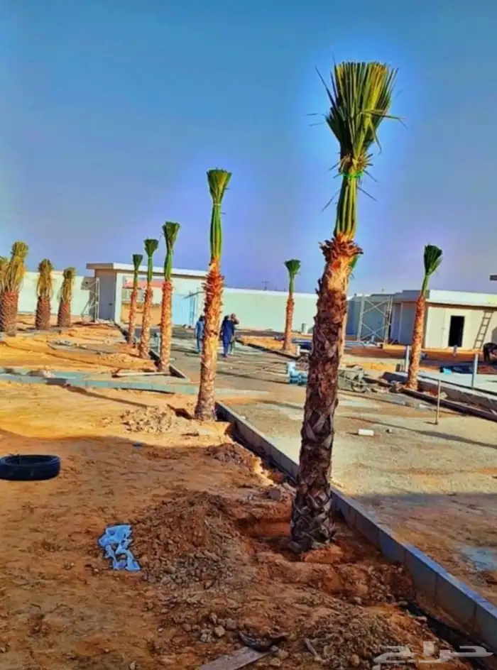 يوجد لدينا نخل عربي وشنطن 2