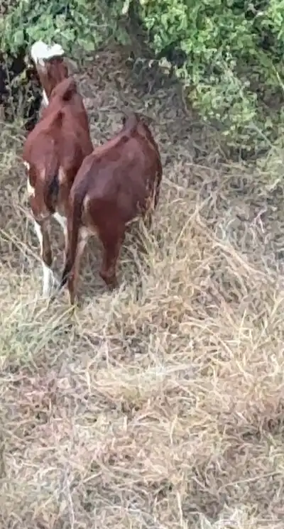 رجال المع حسوة index