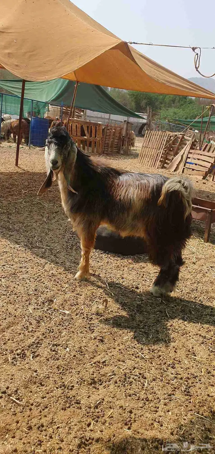 تيس عارضي جذع 1