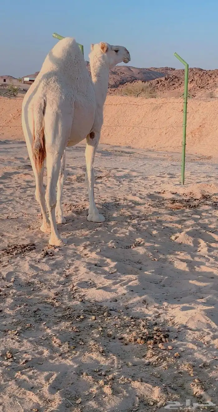 ناقة شقحاء 3