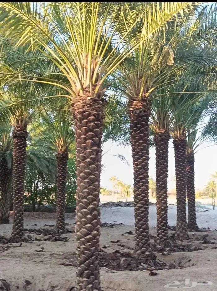 نخيل_مثمر_بجميع_انواعه_ومقاسته_المختلفه 3