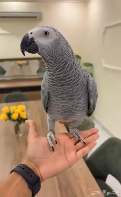 كاسكو اليف هدد متكلم index