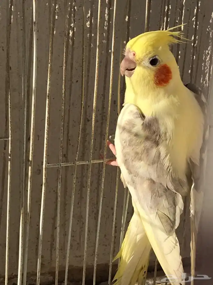 للبيع كروان 0