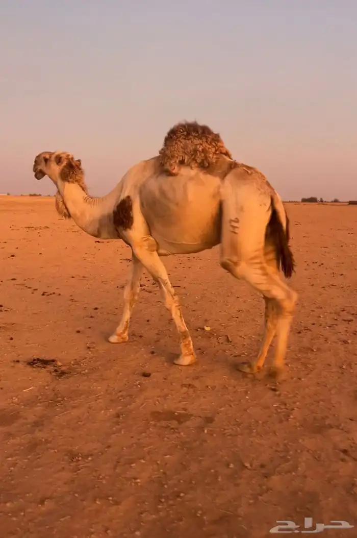 فحل اشقح رماني من بعارين المهيلب 0