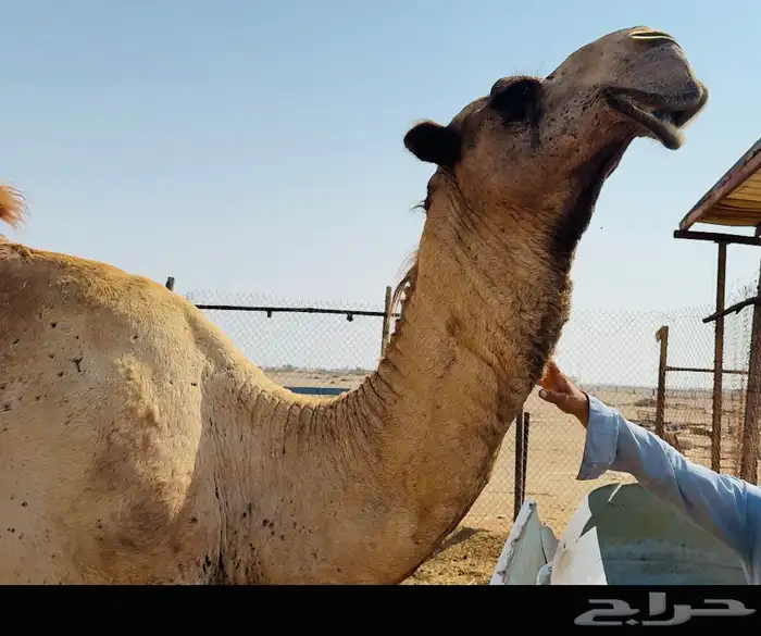 حمل شمالي مشروط 1