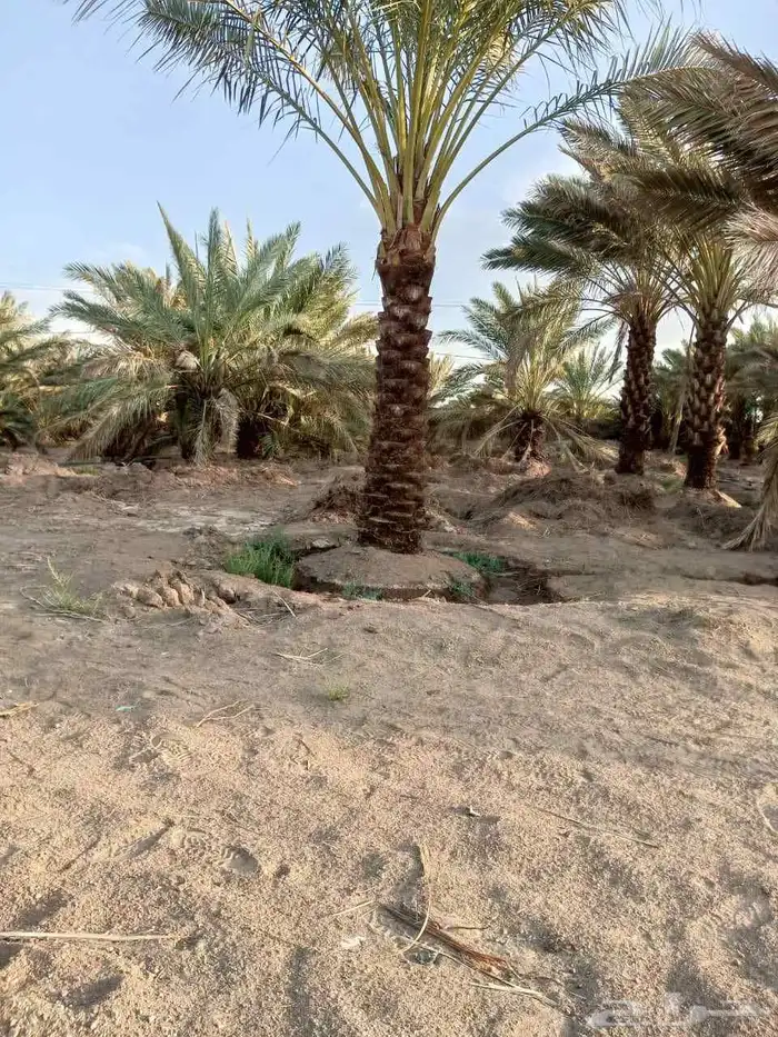 نخل للبيع فسايل وجثايث عربي وواشنطني زينه جده ومكه المكرمه و 3