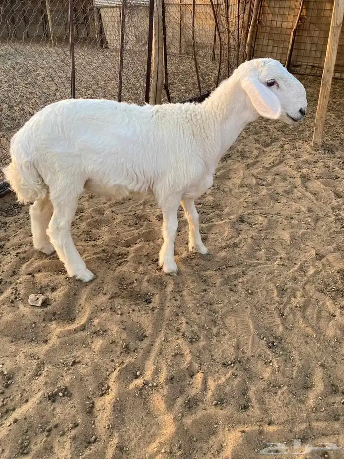 للبيع خرفان مشاريع فحول 3