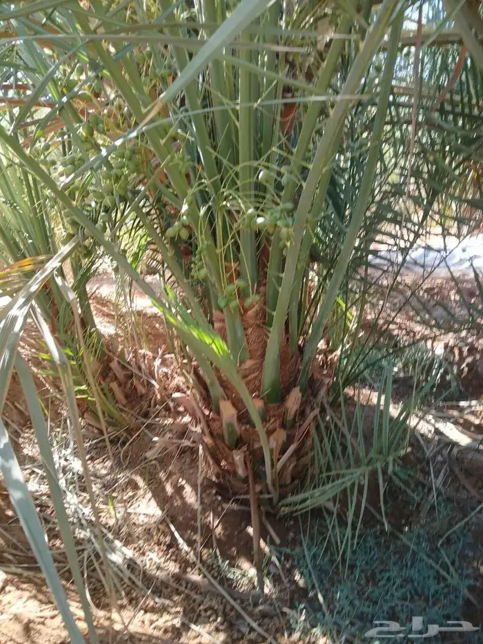 نخل مثمر 6