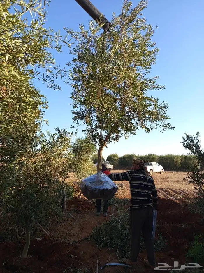 البيع شجار زيتون 4