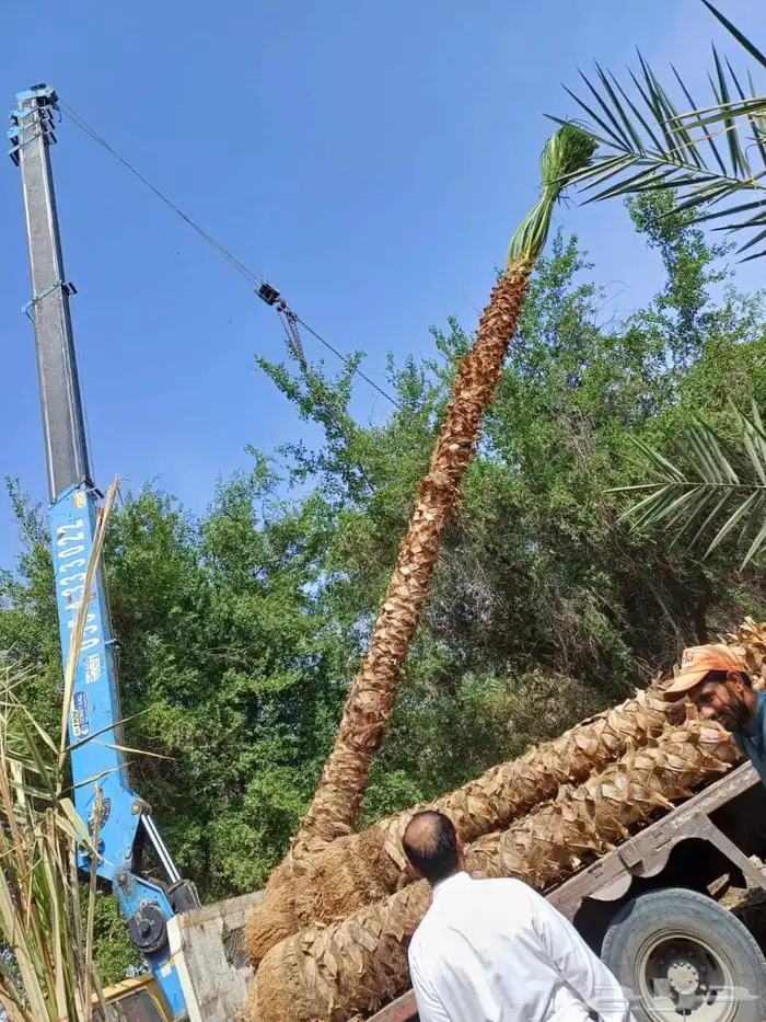 زراعه جميع انواع النخيل العربي واشنطني واعمال الشبوك وتوريده 3
