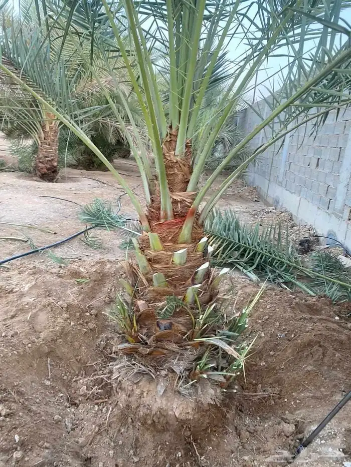 نخل مثمر جميع الانواع 5