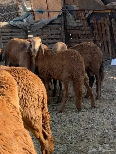 طليان جدعان سواكني حمريات عدد16 من1000 index