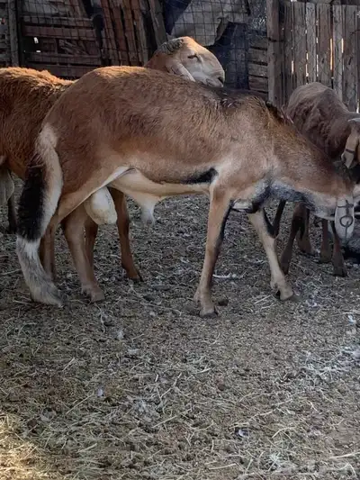 طليان جدعان سواكني حمريات عدد16 من1000 index