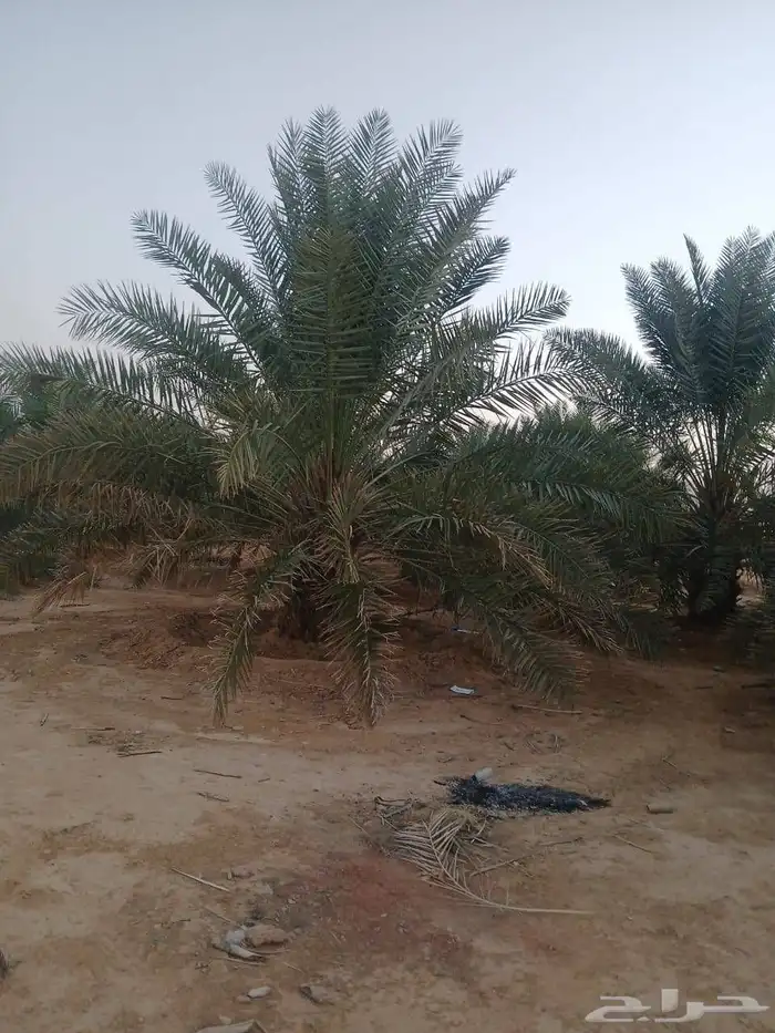 نقوم بتوريد جميع انواع النخيل العربي والواشنطن جميع المقاست 3