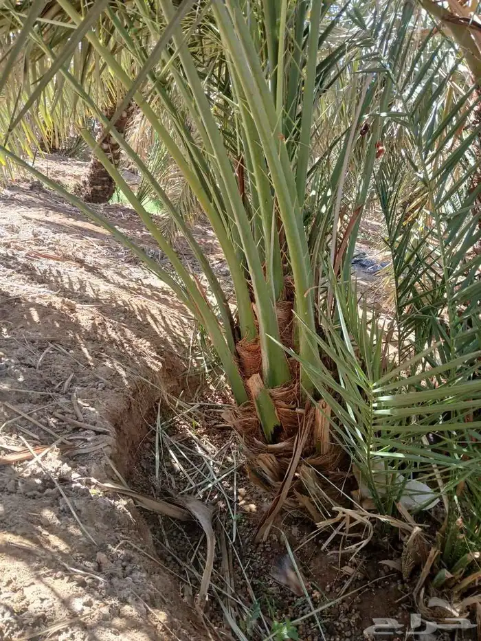 نخل مثمر 7