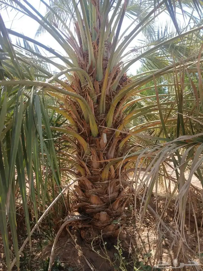 نخل مثمر 3