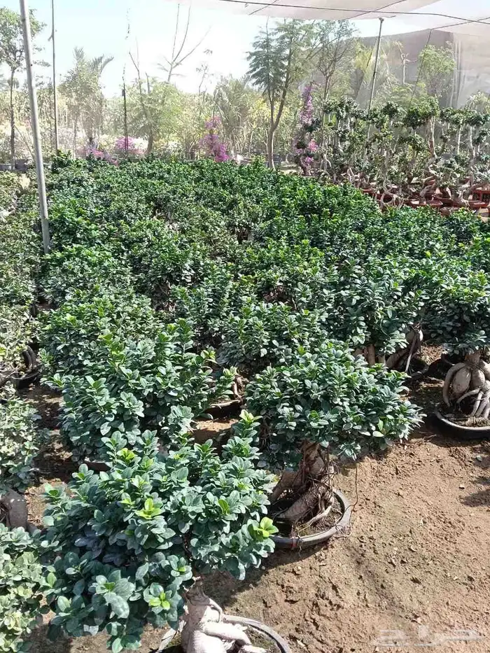 اشجار كبيره ونبتات 3