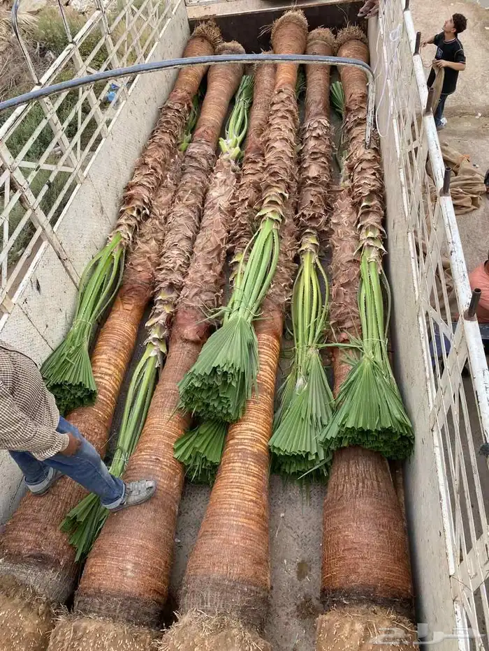 نخل وشنطني امريكي زينه جميع المقاسات وجميع الانواع 4