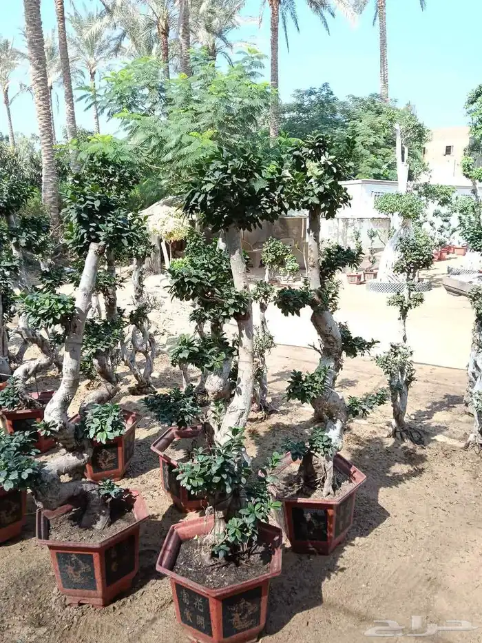 اشجار كبيره ونبتات 5