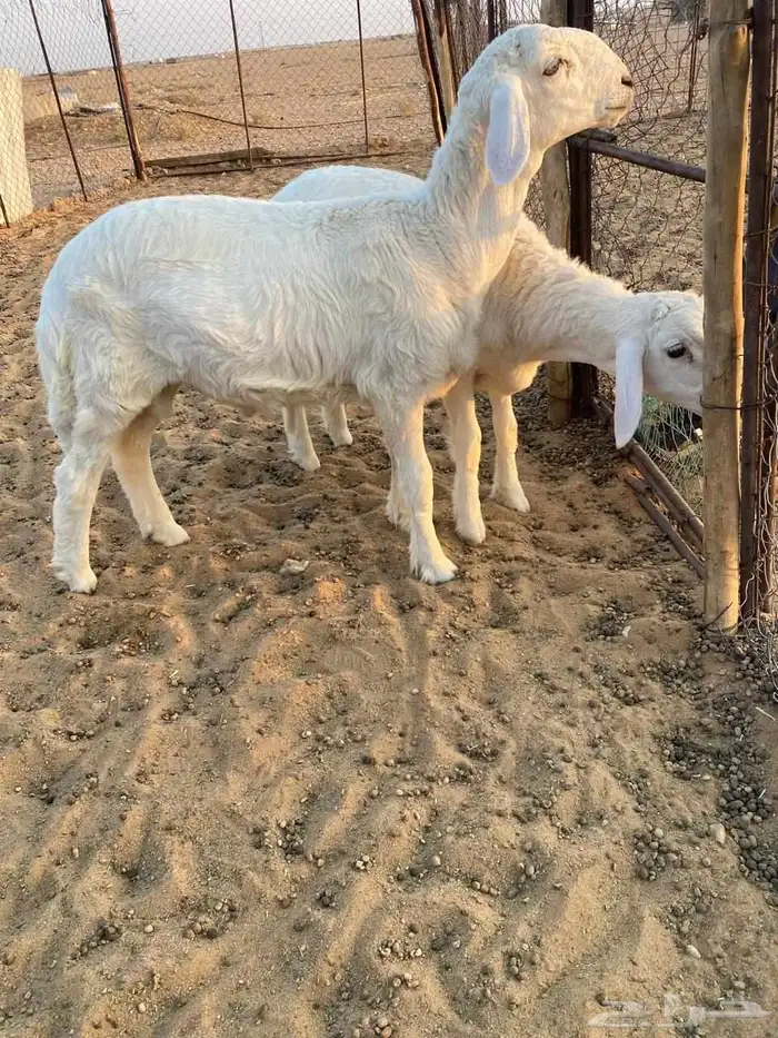 للبيع خرفان مشاريع فحول 1