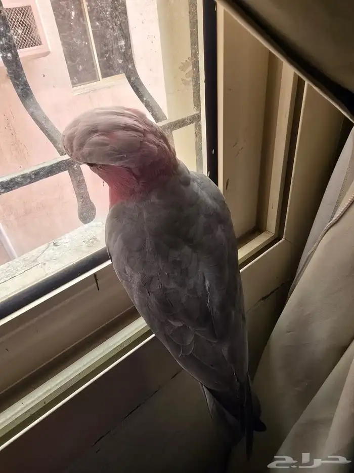 كوكاتو قالا 1