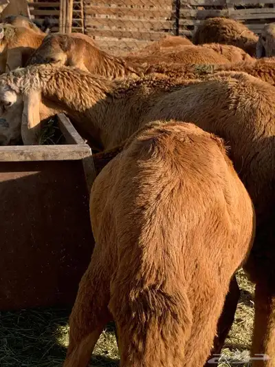 طليان جدعان سواكني حمريات عدد16 من1000 index