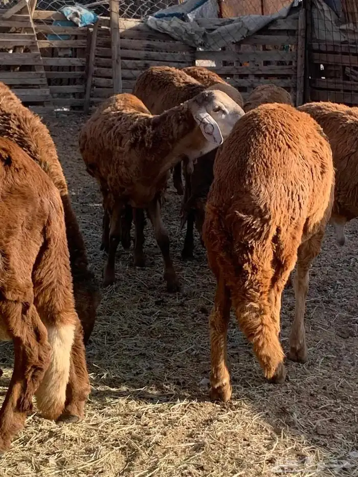 طليان جدعان سواكني حمريات عدد16 من1000 2