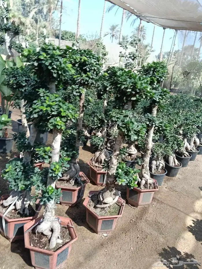 اشجار كبيره ونبتات 1